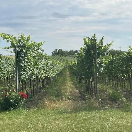 - Dobre Vino Casa de Campo Mikulov